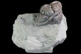 Wide, Enrolled Flexicalymene Trilobite In Shale - Ohio #84597-2